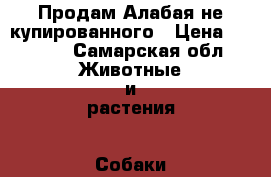 Продам Алабая не купированного › Цена ­ 2 000 - Самарская обл. Животные и растения » Собаки   